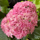 Hydrangea macrophylla Perfection
