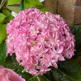 Hydrangea macrophylla Perfection
