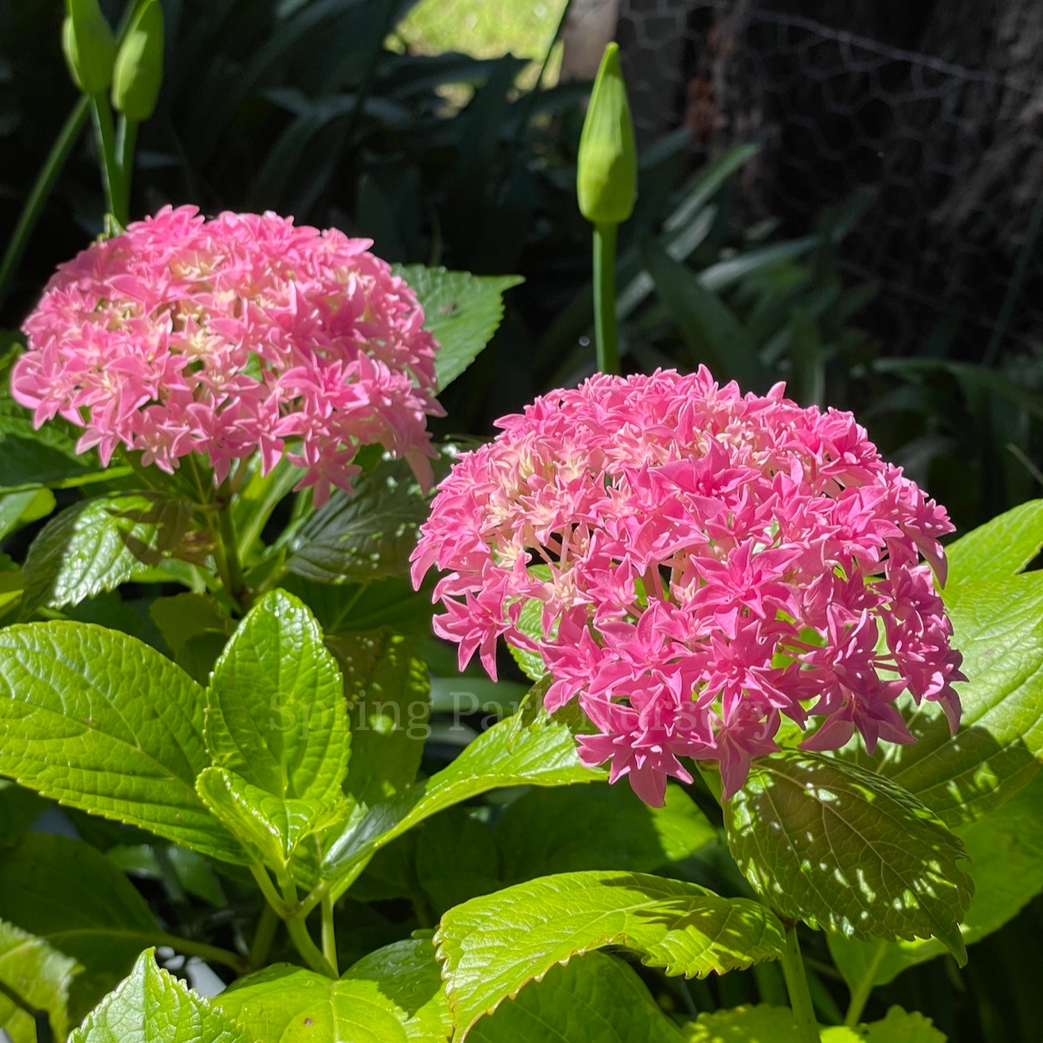 Hydrangea macrophylla Perfection