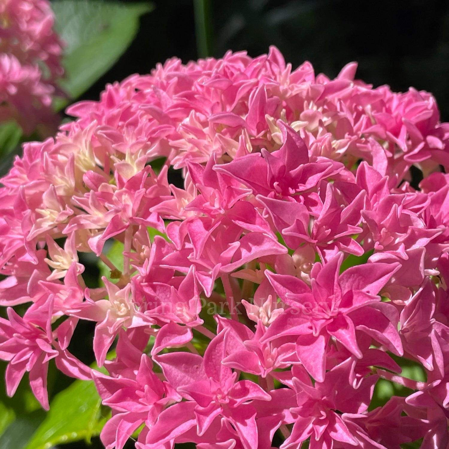 Hydrangea macrophylla Perfection