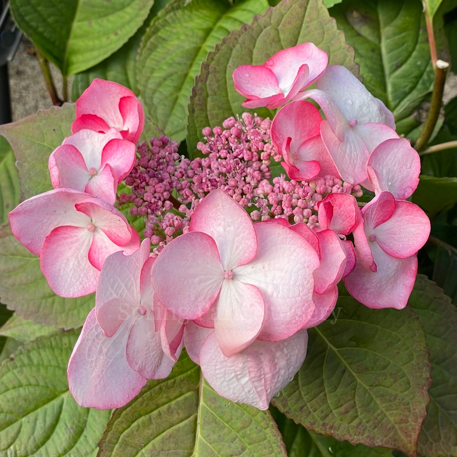 Hydrangea Trail Blazer Picotee