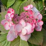 Hydrangea Trail Blazer Picotee