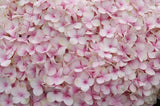 Hydrangea macrophylla Avantgarde™