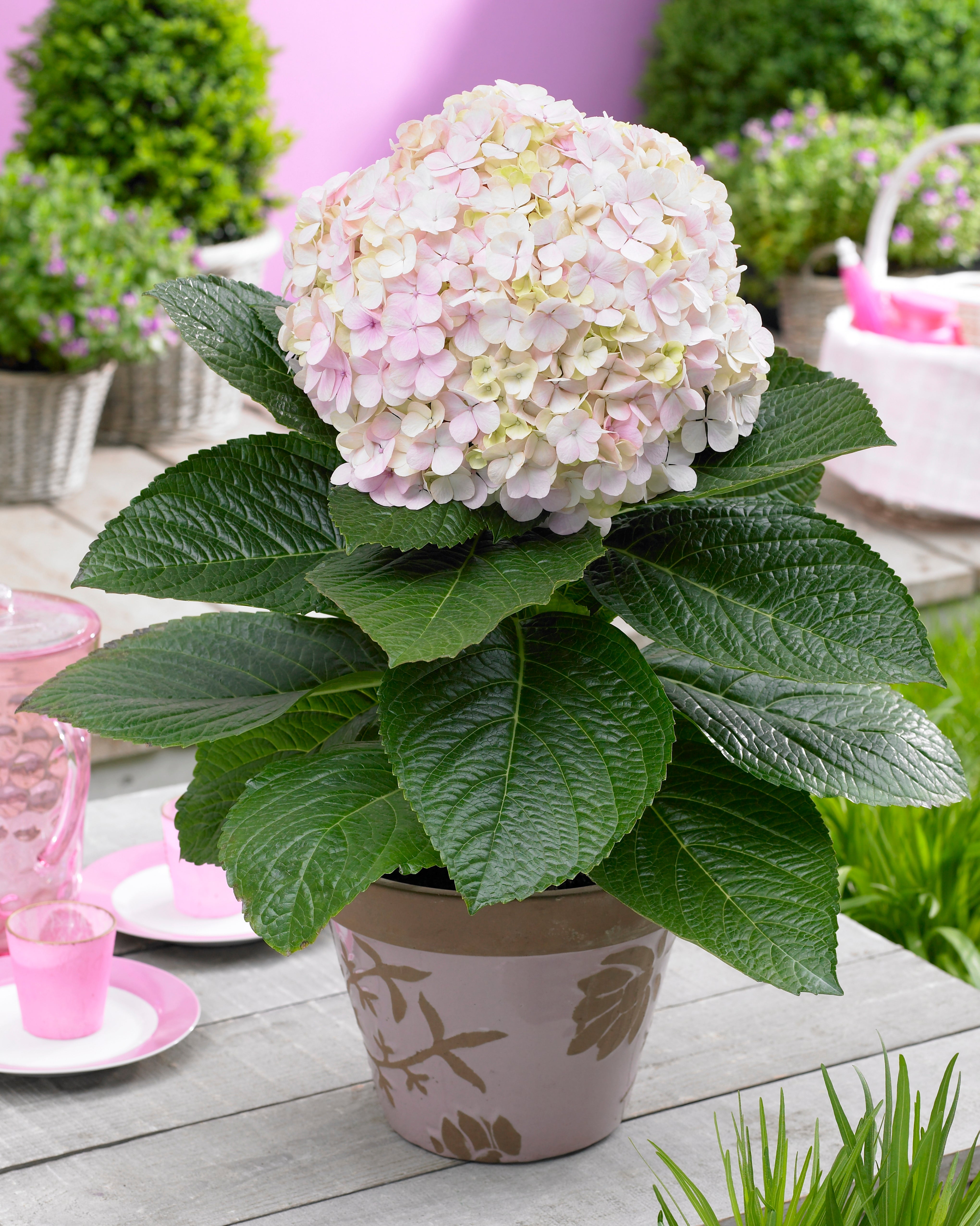 Hydrangea macrophylla Avantgarde™