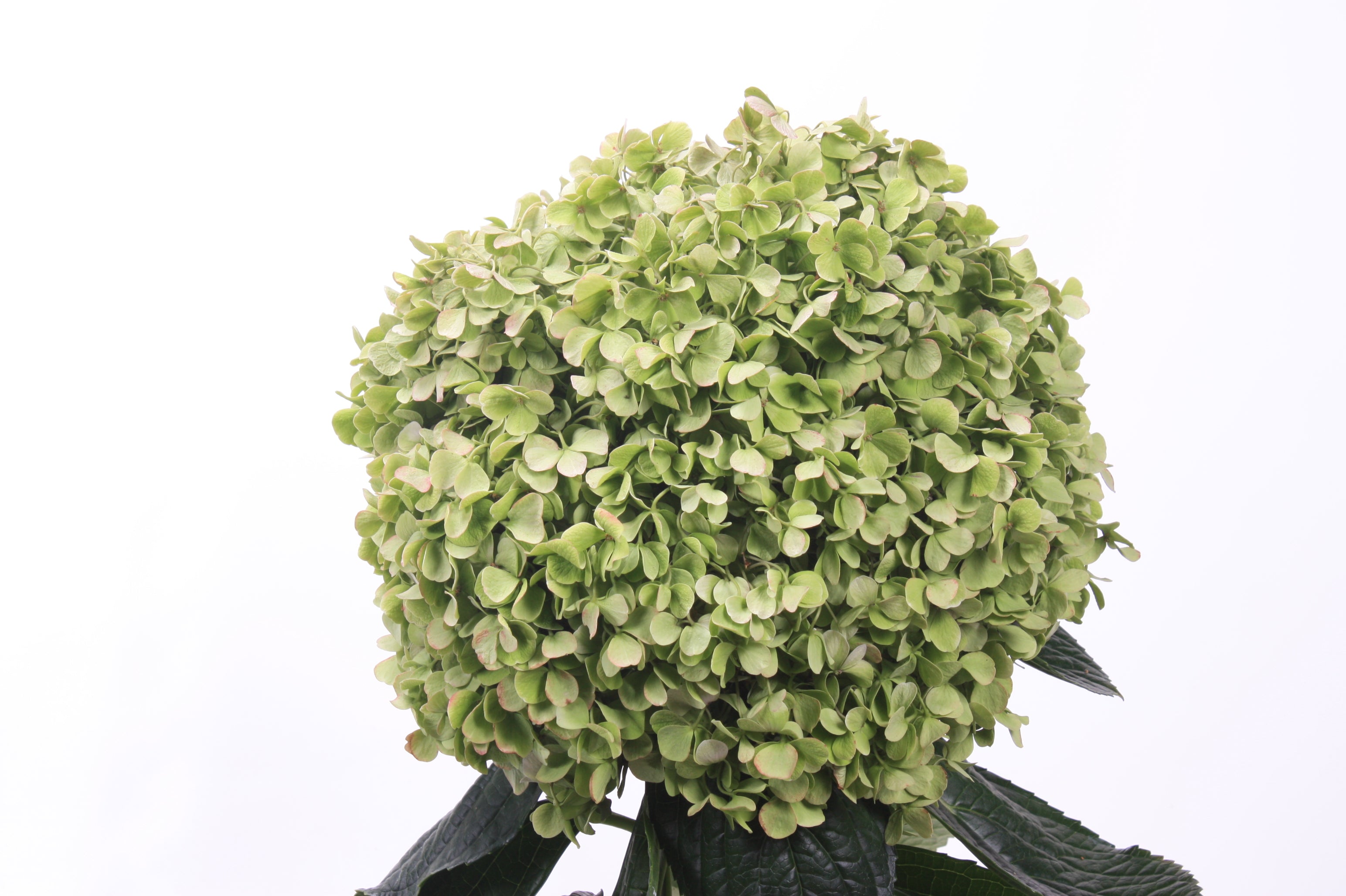 Hydrangea macrophylla Avantgarde™