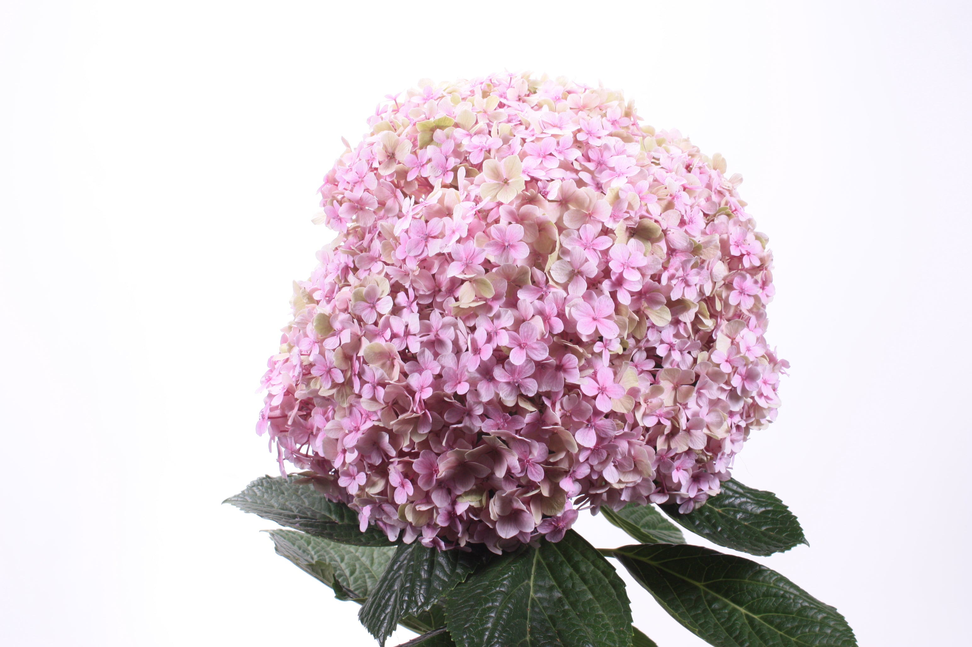 Hydrangea macrophylla Avantgarde™