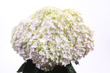 Hydrangea macrophylla Avantgarde™