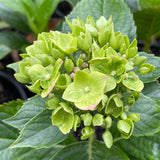 Hydrangea macrophylla 'Green Mantle'