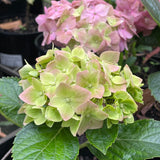 Hydrangea macrophylla 'Green Mantle'