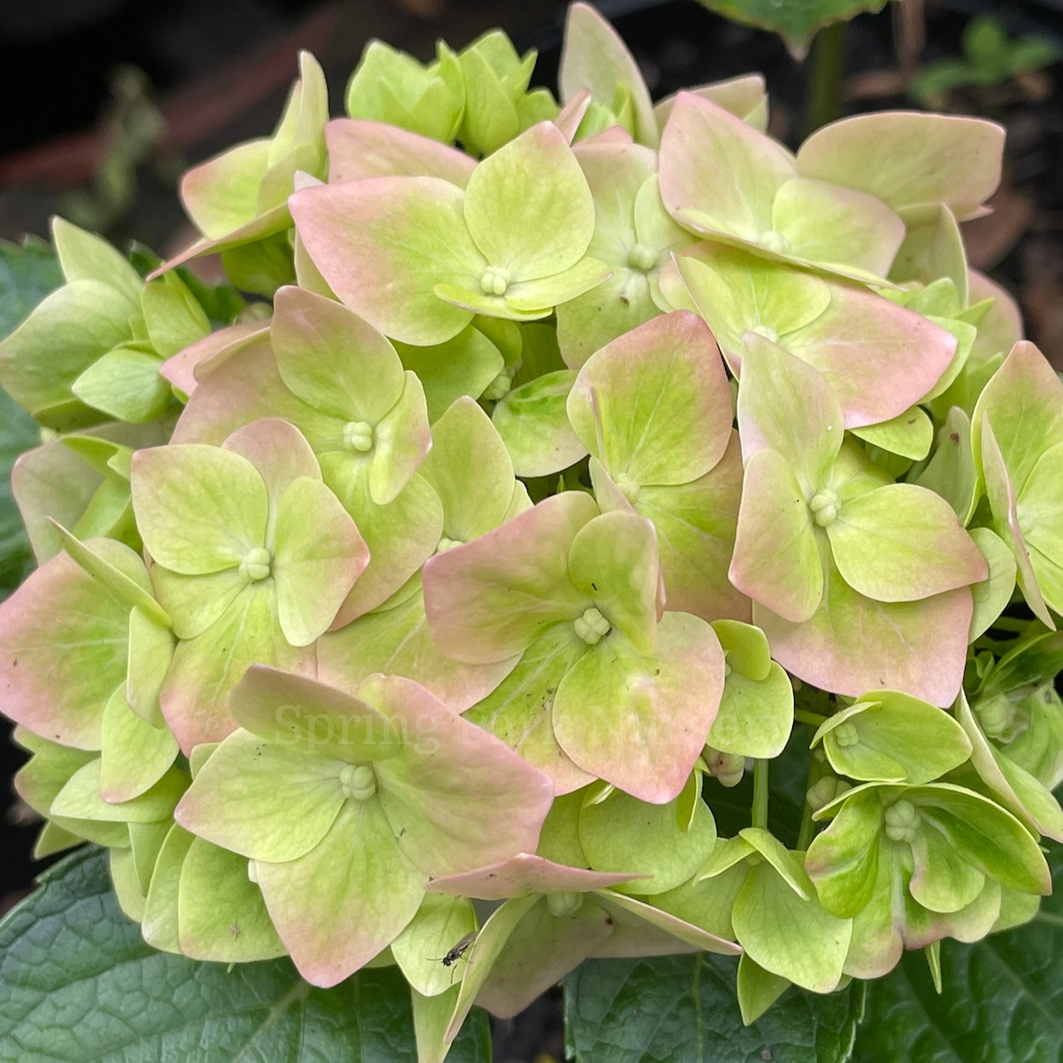 Hydrangea macrophylla 'Green Mantle'