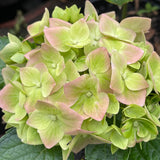 Hydrangea macrophylla 'Green Mantle'