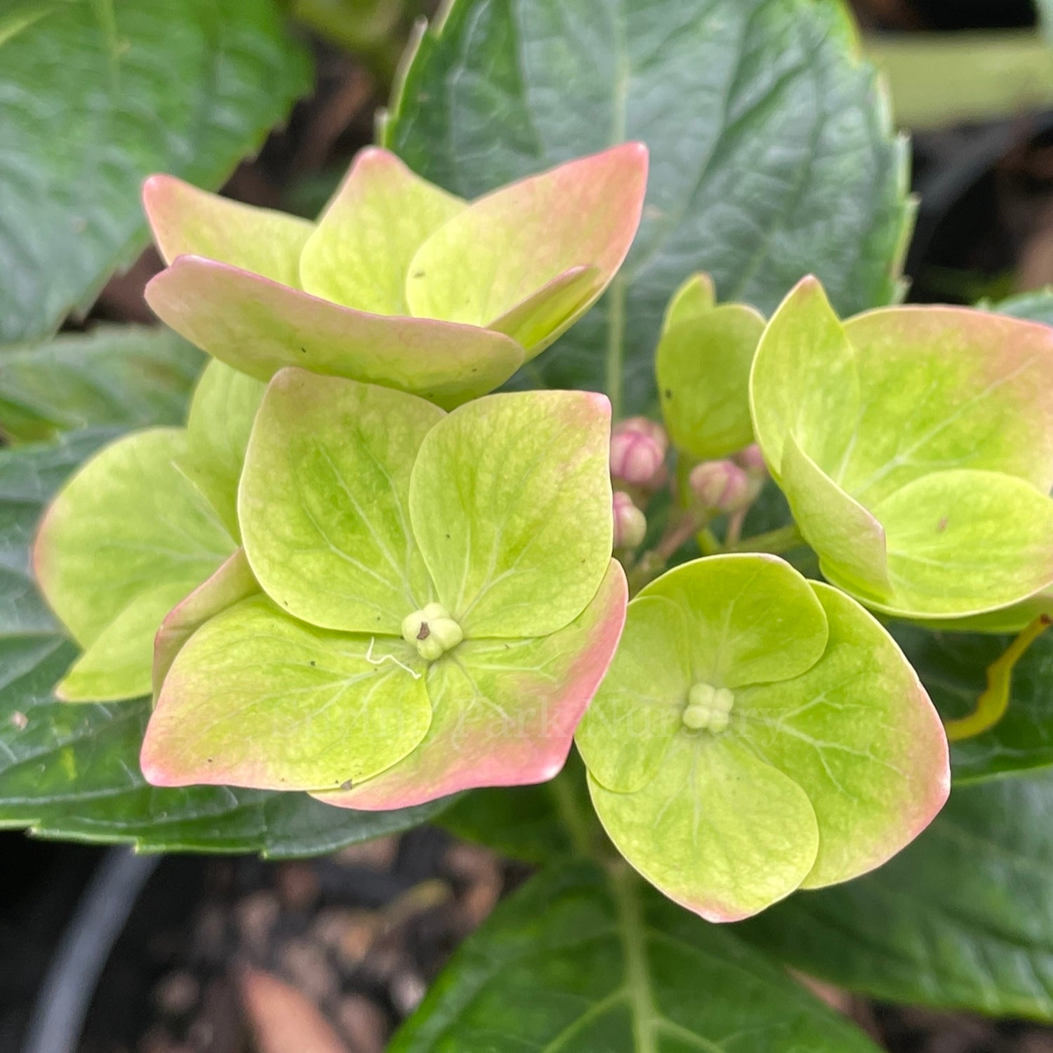 Hydrangea macrophylla 'Green Mantle'