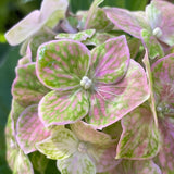 Hydrangea macrophylla 'Green Mantle'