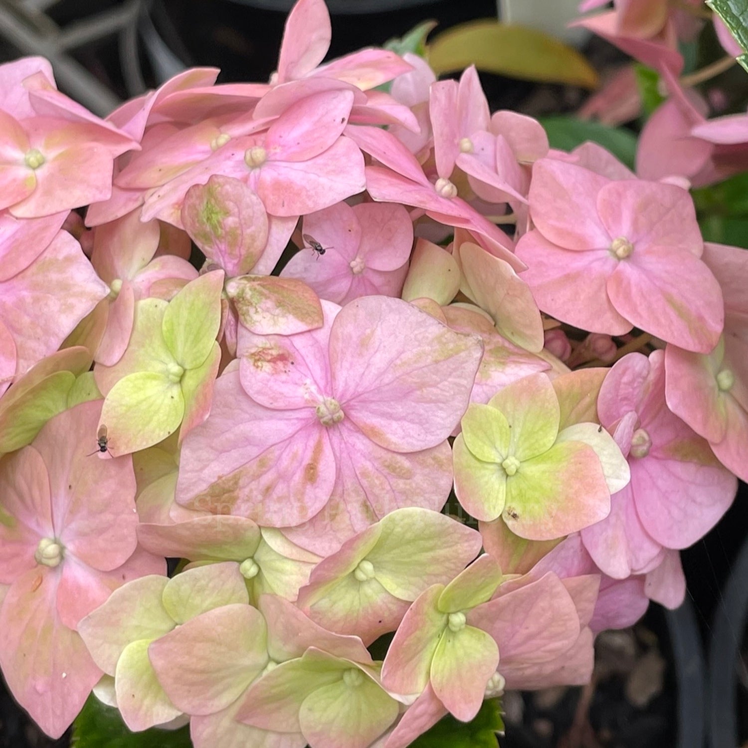 Hydrangea macrophylla 'Green Mantle'
