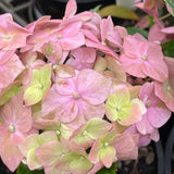 Hydrangea macrophylla 'Green Mantle'