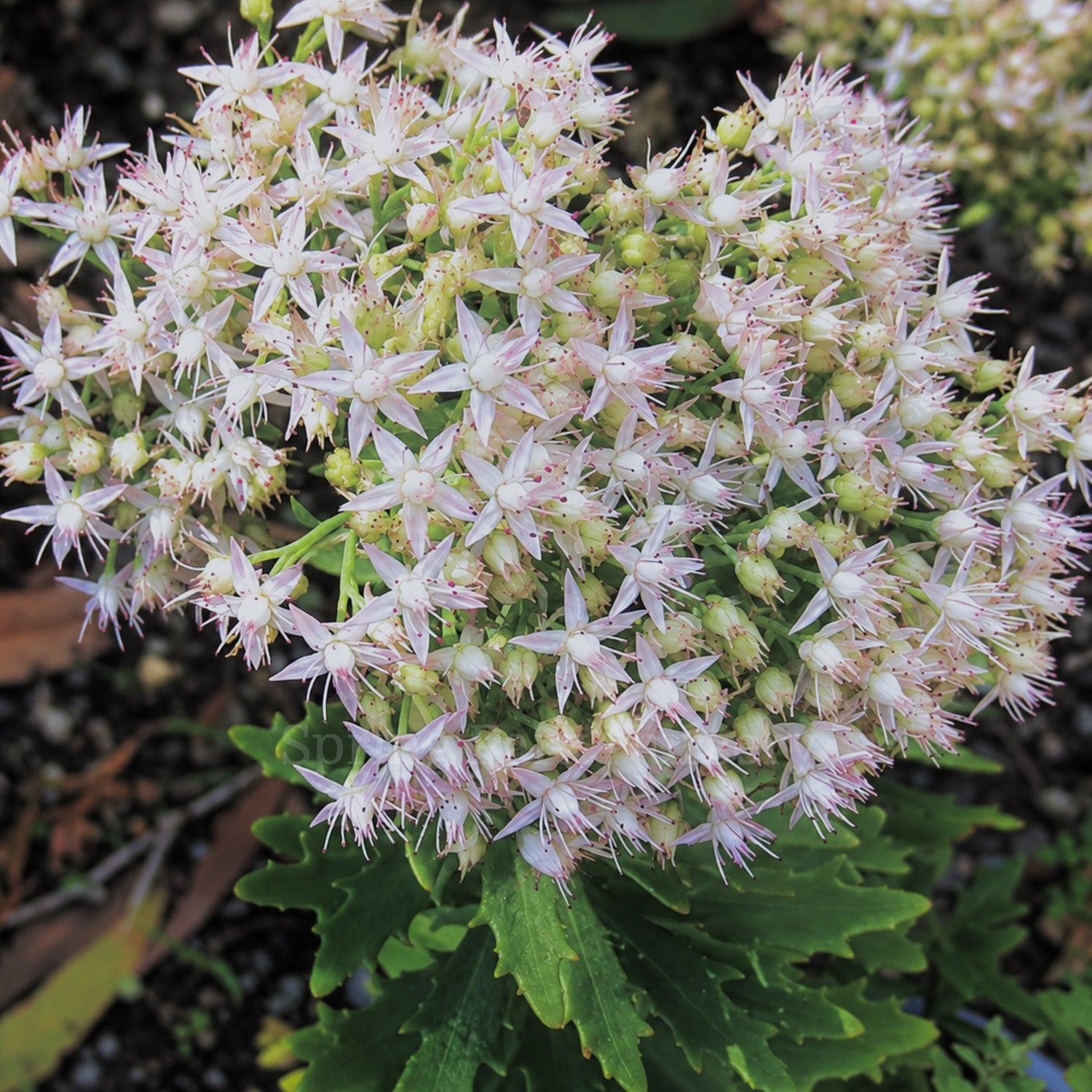 Sedum 'Thundercloud' flower heads