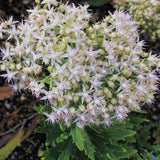 Sedum 'Thundercloud' flower heads