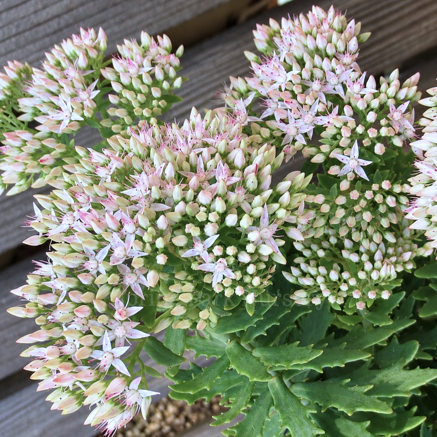 Sedum 'Thundercloud' flowers