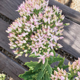 Sedum 'Thundercloud' plant