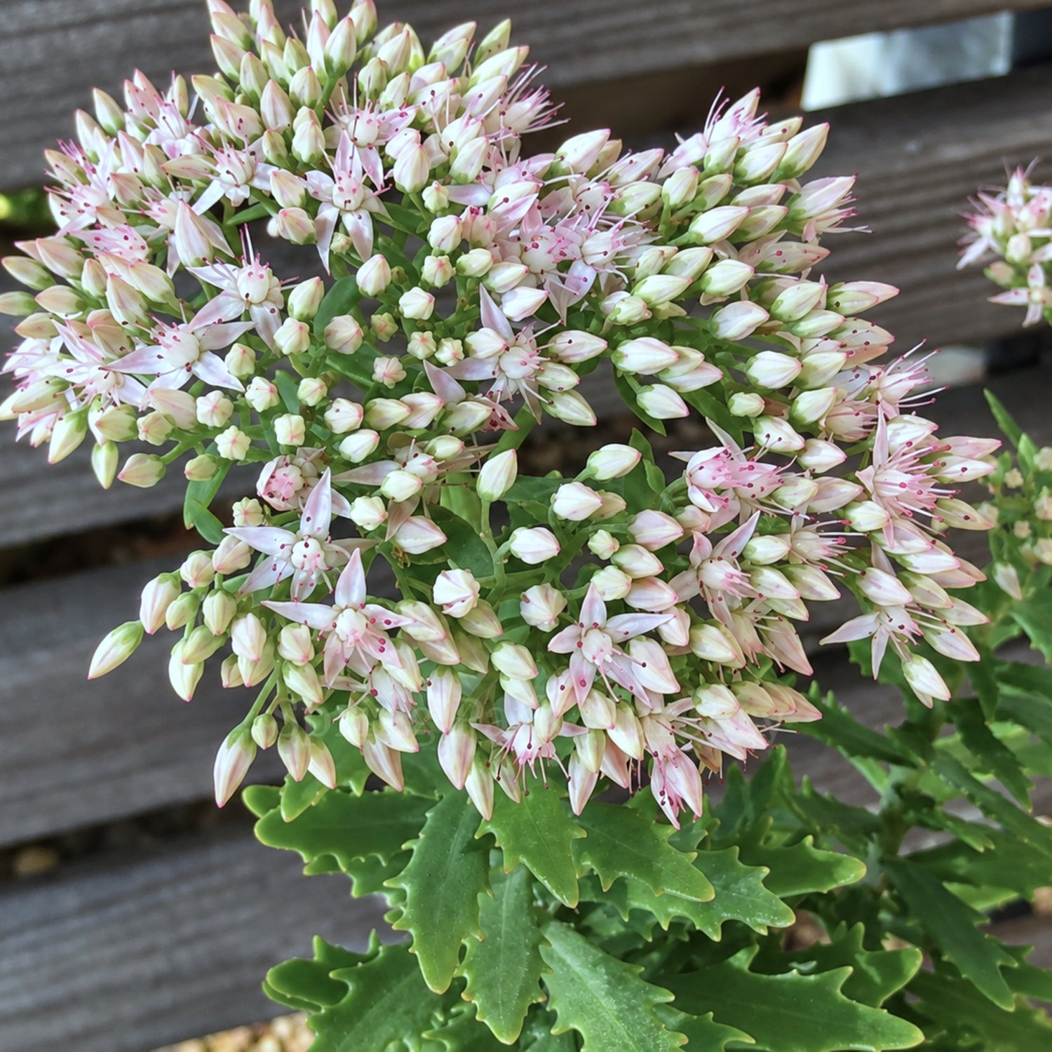 Sedum 'Thundercloud' foliage and flowers