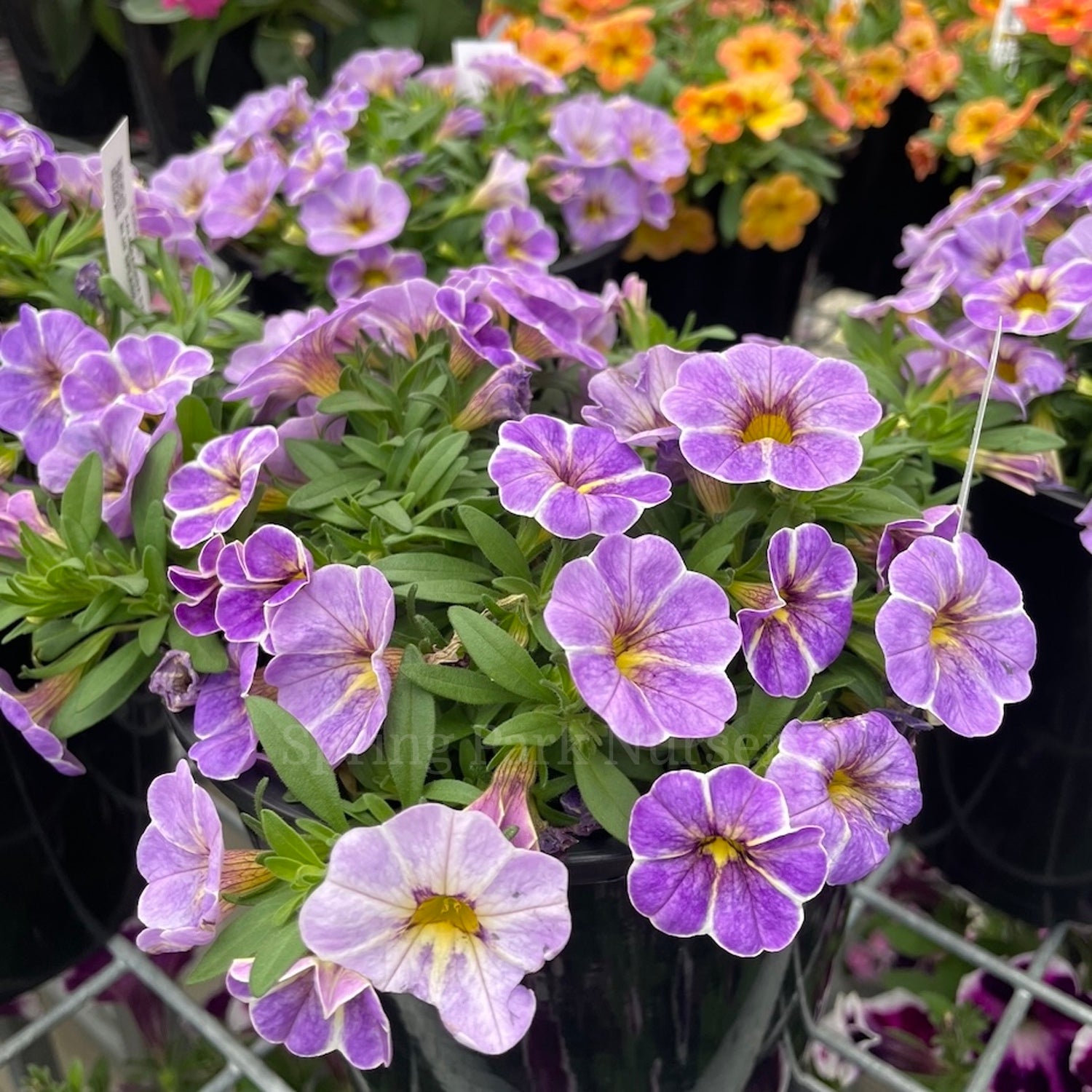 Calibrachoa Calipetite Blue Splash