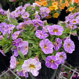 Calibrachoa Calipetite Blue Splash