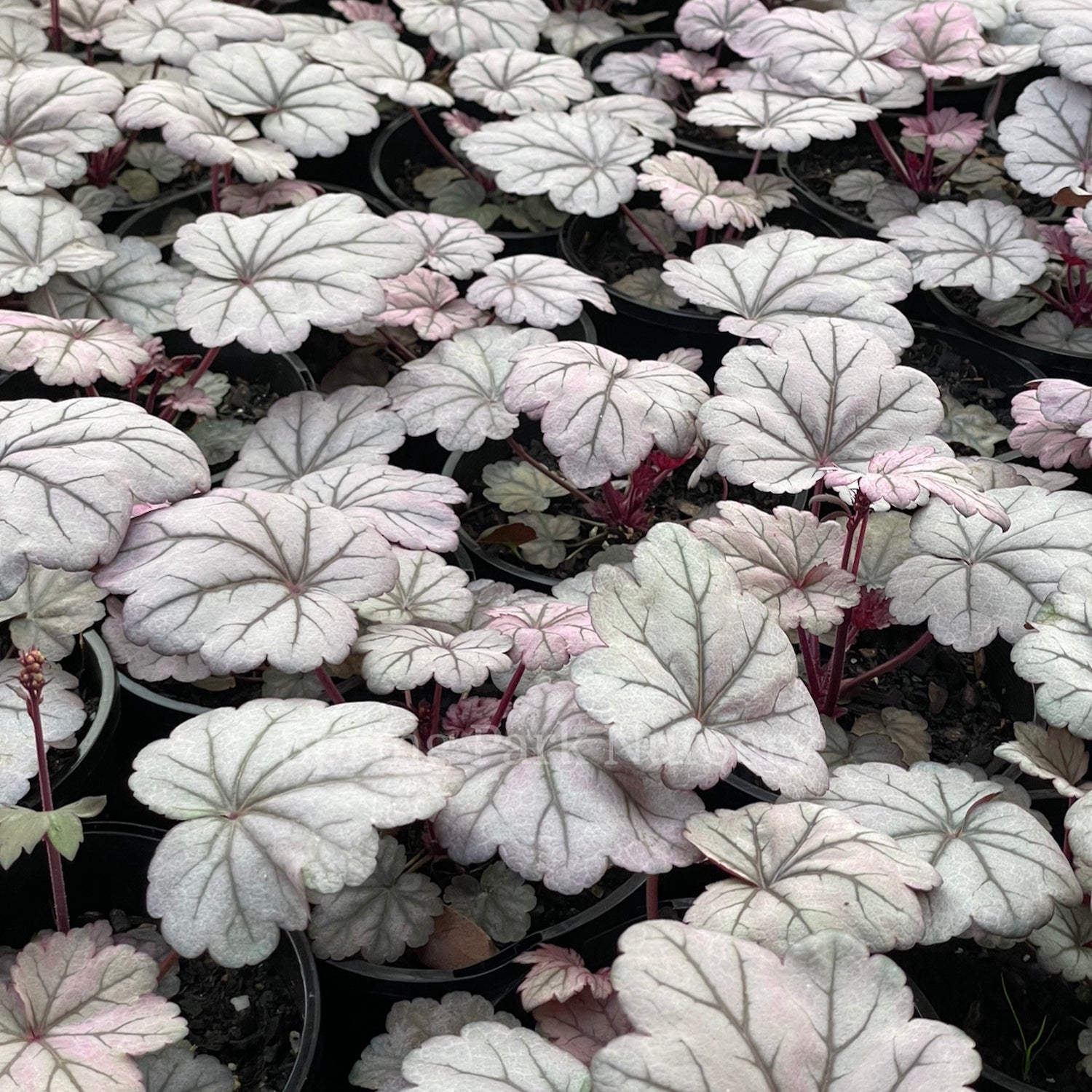 Heuchera 'Sugar Plum'