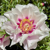 Itoh Peony 'Cora Louise'