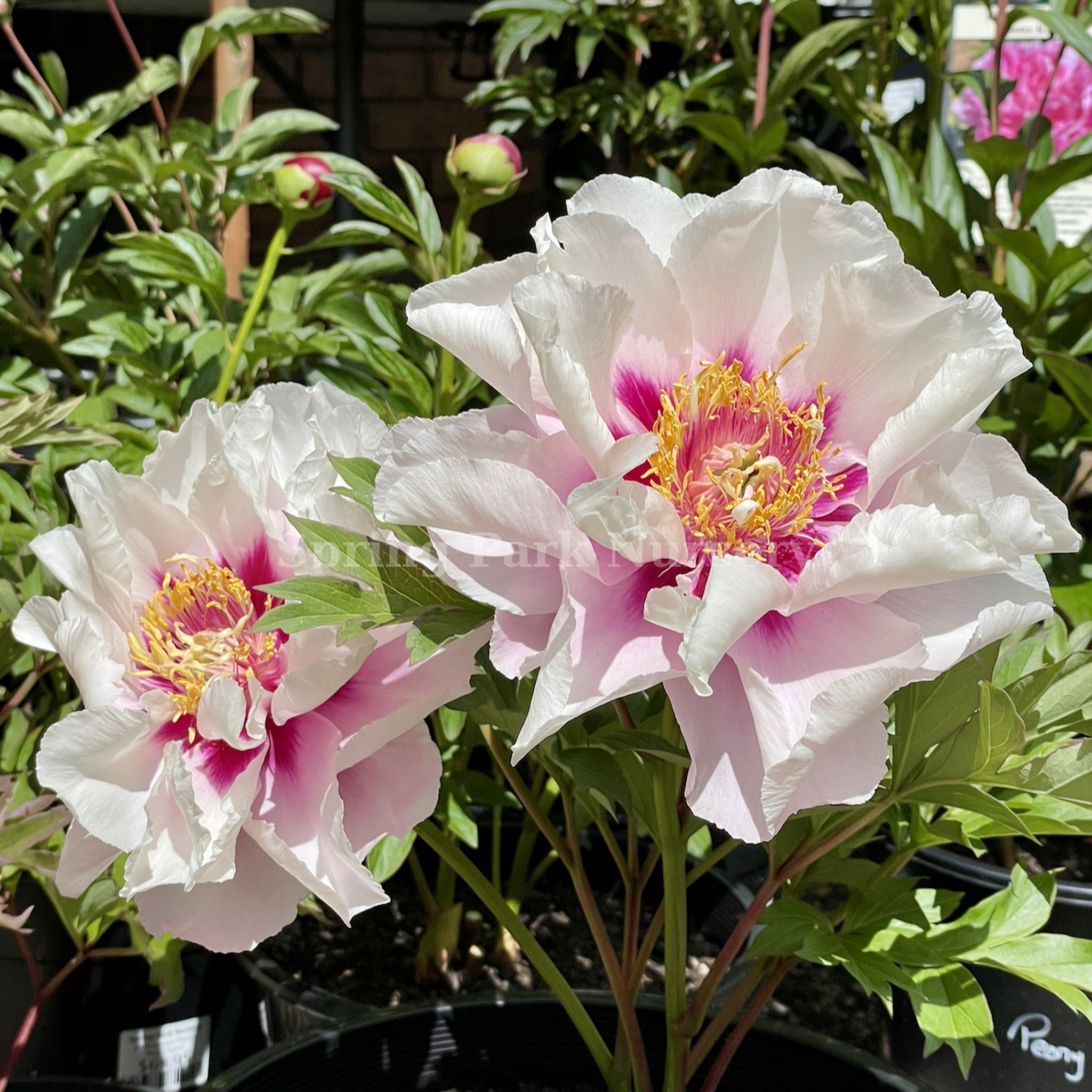 Itoh Peony 'Cora Louise'