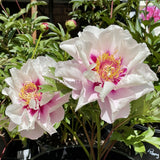 Itoh Peony 'Cora Louise'