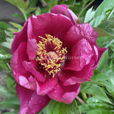 Itoh Peony 'Yankee Doodle Dandy'