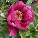 Itoh Peony 'Yankee Doodle Dandy'