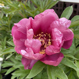 Itoh Peony 'Yankee Doodle Dandy'