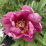 Itoh Peony 'Yankee Doodle Dandy'