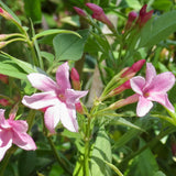 Jasminum x stephanense