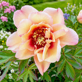 Itoh Peony 'Julia Rose'