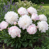 Herbaceous Peony 'Lady Alexandra Duff'