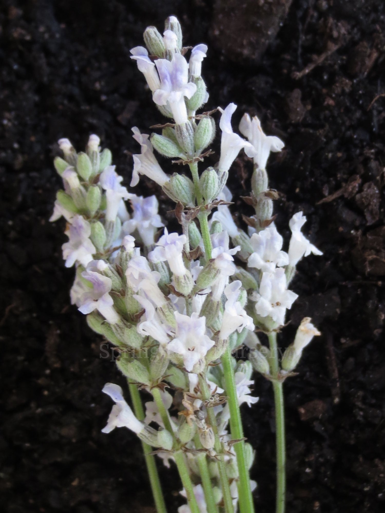 Lavandula angustifolia 'Alba'