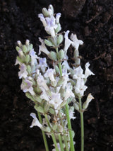 Lavandula angustifolia 'Alba'
