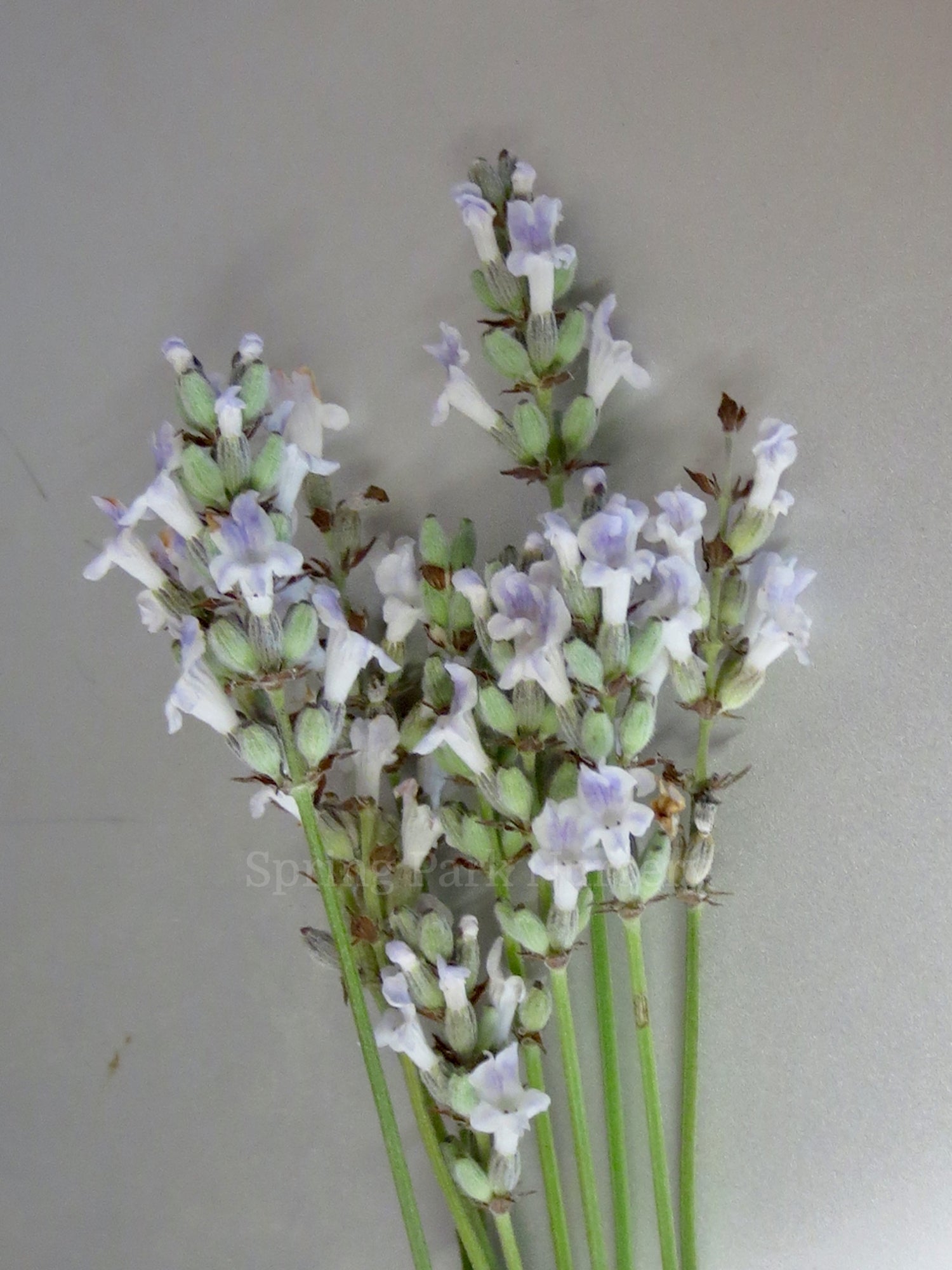 Lavandula angustifolia 'Alba'