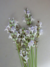 Lavandula angustifolia 'Alba'