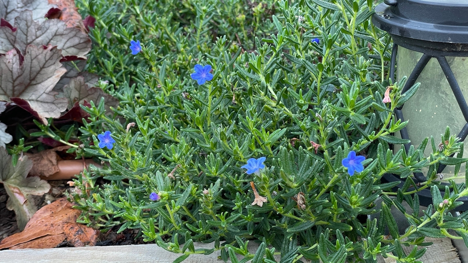 Lithodora diffusa 'Grace Ward'