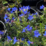 Lithodora diffusa 'Grace Ward'