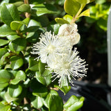 Luma apiculata