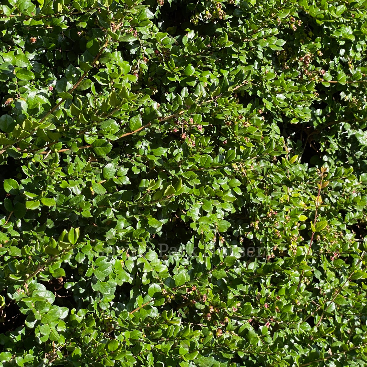Luma apiculata