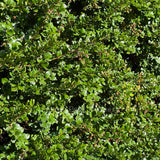 Luma apiculata