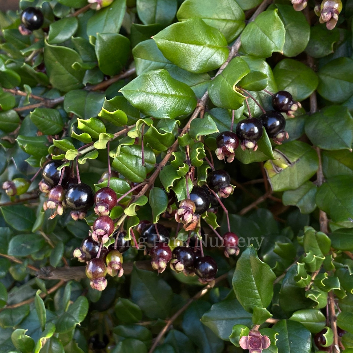 Luma apiculata