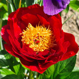 Herbaceous Peony 'Mackinac Grand'