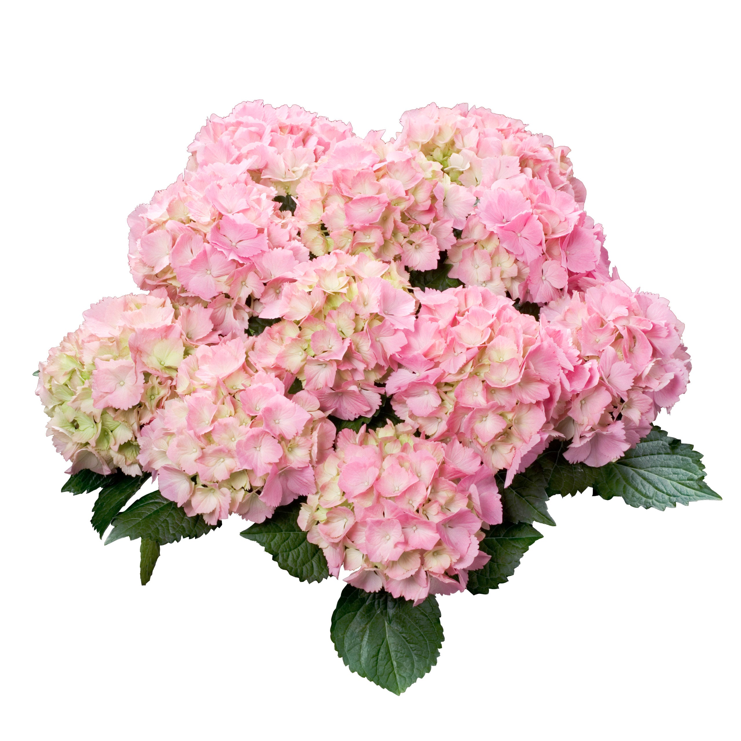 Hydrangea macrophylla 'Pink Sensation'