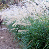 Miscanthus transmorrisonensis